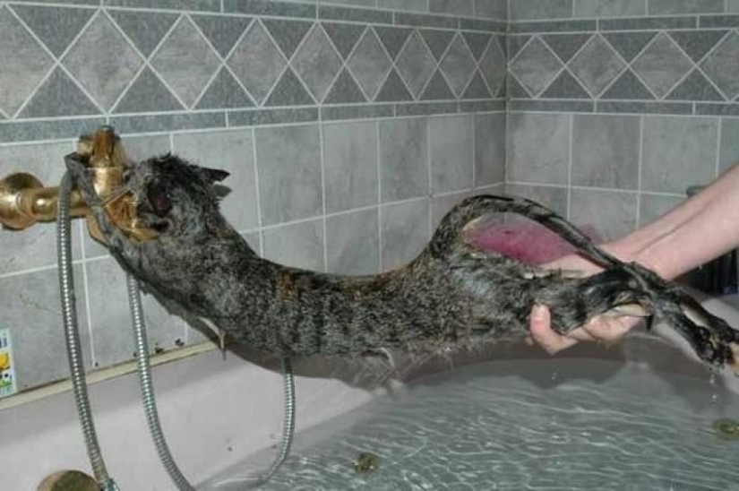 30 maneras de usar los gatos en la casa