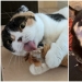 30 mascotas que no pueden vivir un día sin su juguete favorito 30 mascotas que no pueden vivir un día sin su juguete favorito