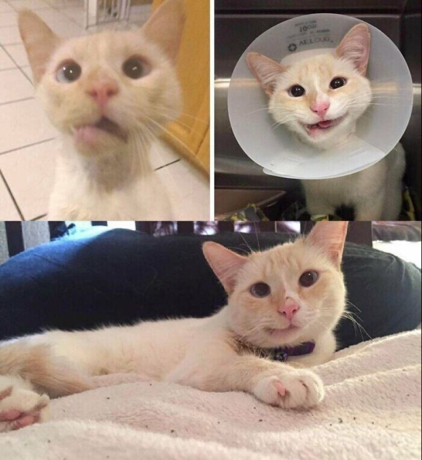 30 Mascotas que recientemente han encontrado un nuevo hogar y amar a los propietarios de