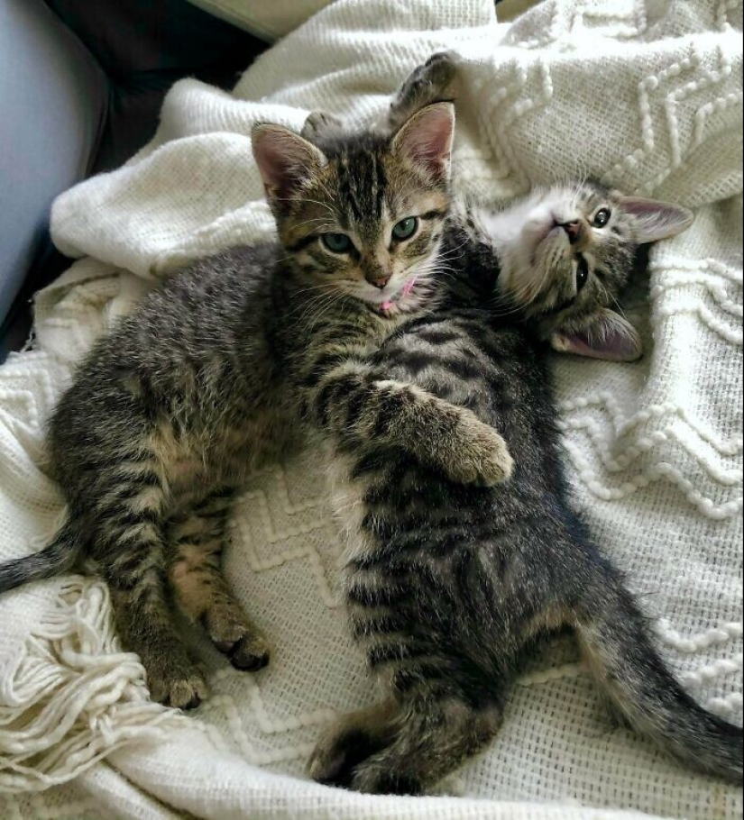 30 Mascotas que recientemente han encontrado un nuevo hogar y amar a los propietarios de