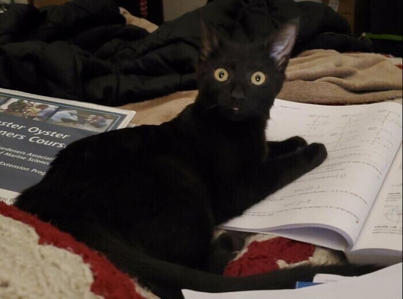 30 Mascotas que recientemente han encontrado un nuevo hogar y amar a los propietarios de