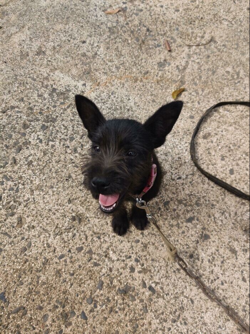 30 Mascotas que recientemente han encontrado un nuevo hogar y amar a los propietarios de