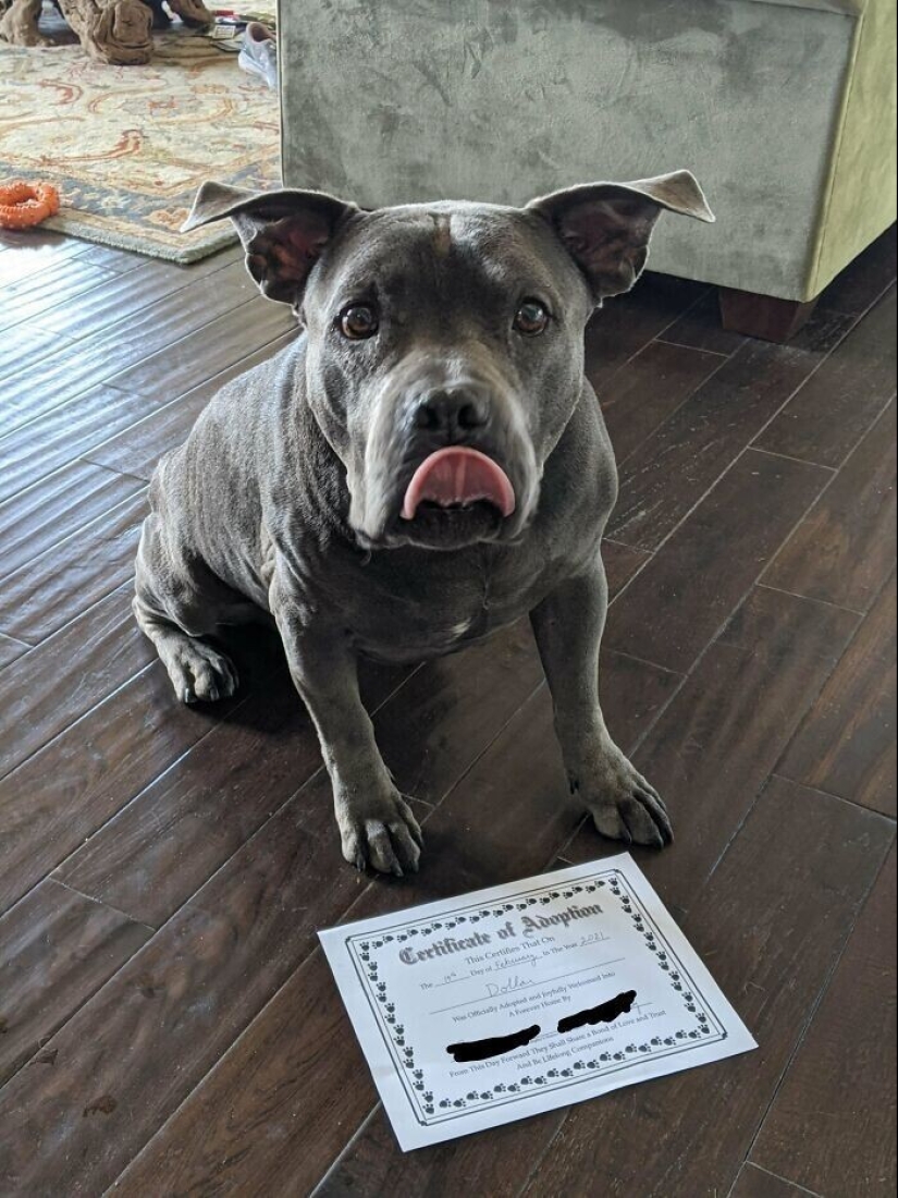 30 Mascotas que recientemente han encontrado un nuevo hogar y amar a los propietarios de