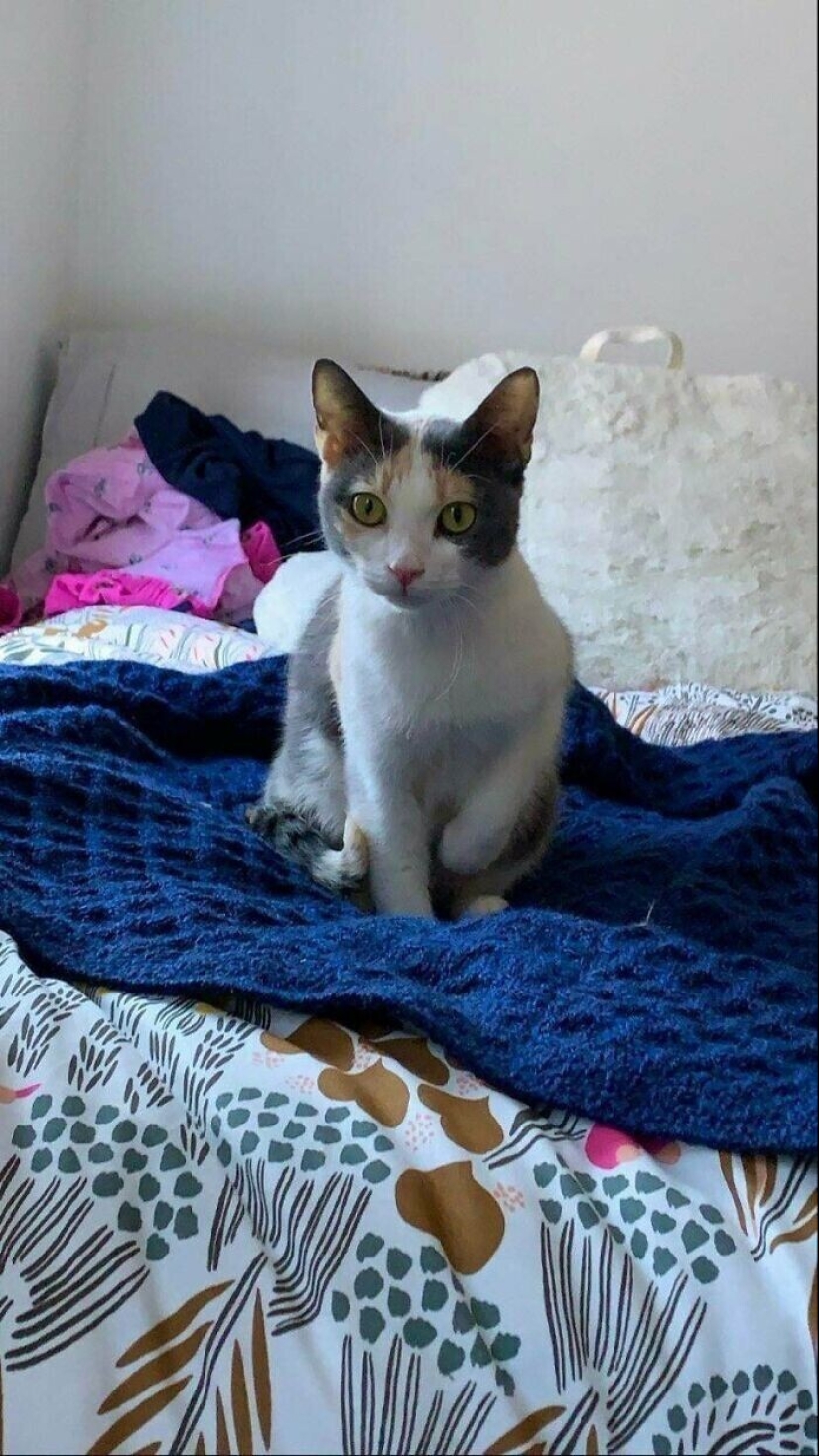 30 Mascotas que recientemente han encontrado un nuevo hogar y amar a los propietarios de