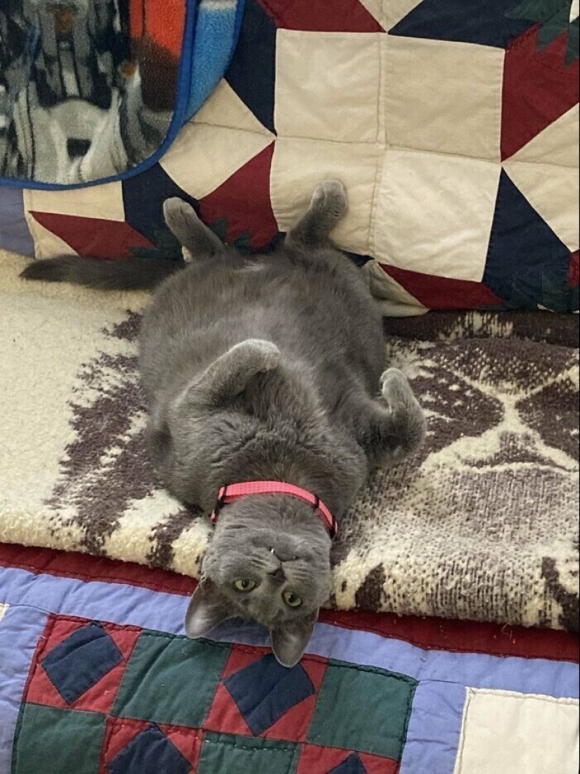 30 Mascotas que recientemente han encontrado un nuevo hogar y amar a los propietarios de