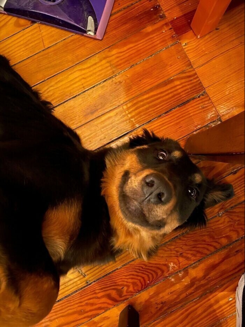 30 Mascotas que recientemente han encontrado un nuevo hogar y amar a los propietarios de