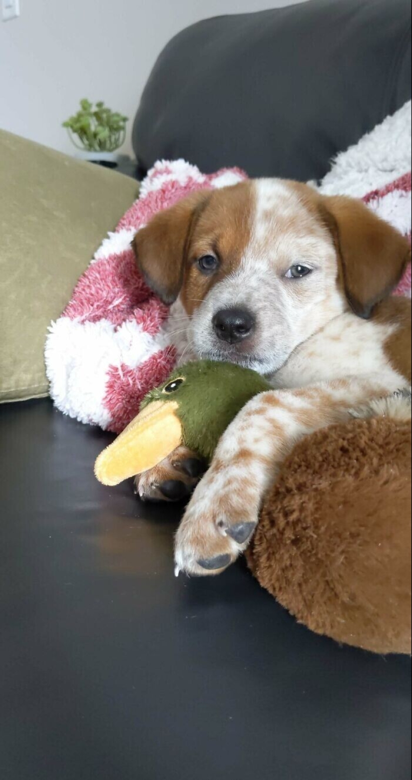 30 Mascotas que recientemente han encontrado un nuevo hogar y amar a los propietarios de