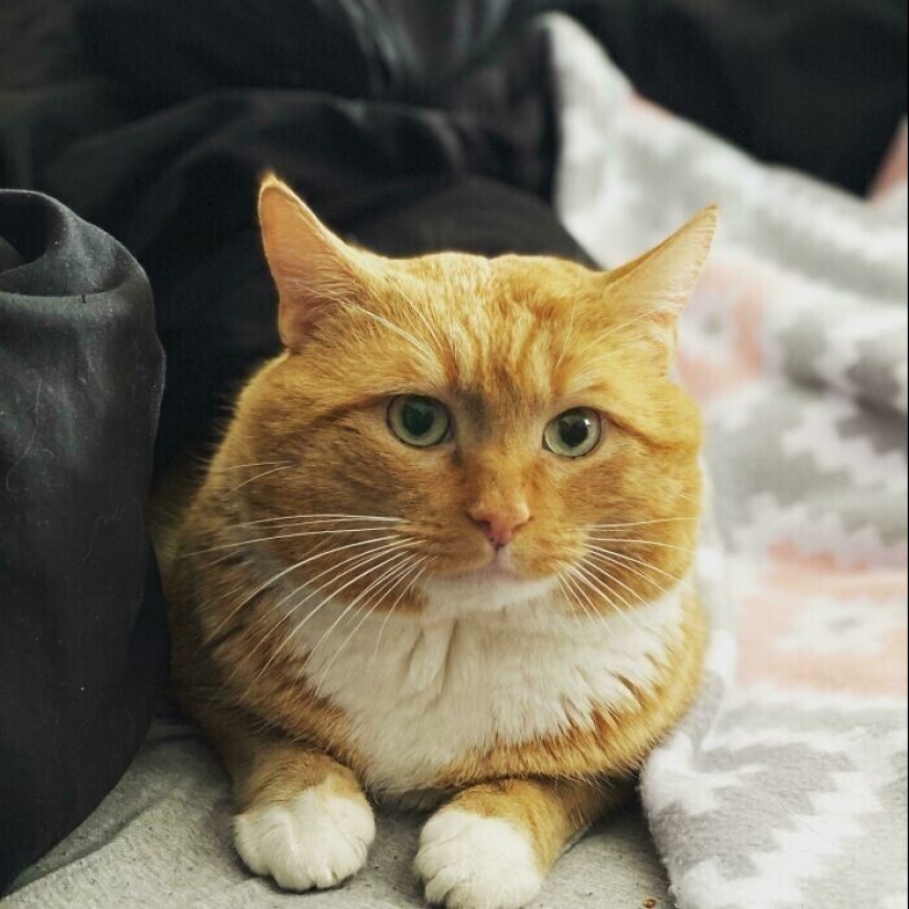30 Mascotas que recientemente han encontrado un nuevo hogar y amar a los propietarios de