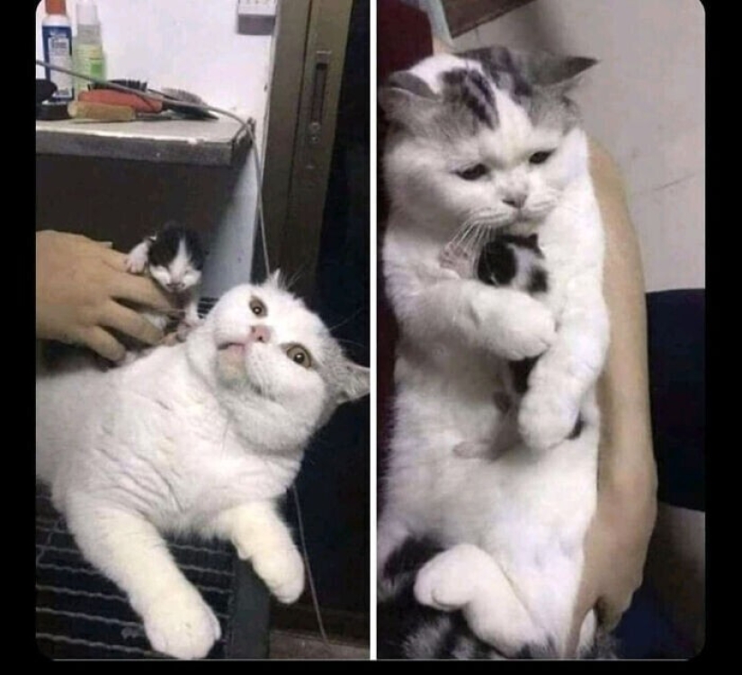 30 Mascotas que recientemente han encontrado un nuevo hogar y amar a los propietarios de