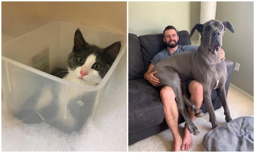 30 occasions when the owners trained Pets, weird habits, without even knowing it