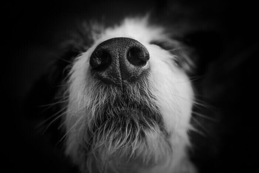 30 occasions when the owners trained Pets, weird habits, without even knowing it