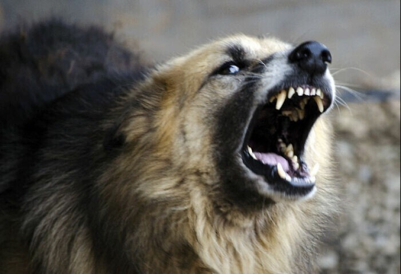 30 occasions when the owners trained Pets, weird habits, without even knowing it