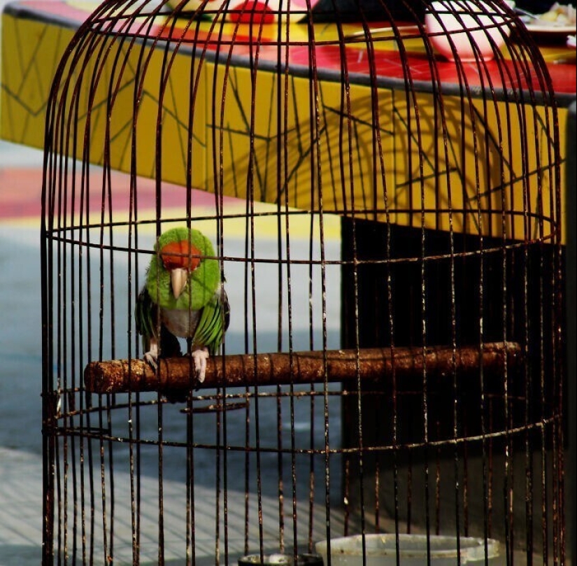 30 occasions when the owners trained Pets, weird habits, without even knowing it
