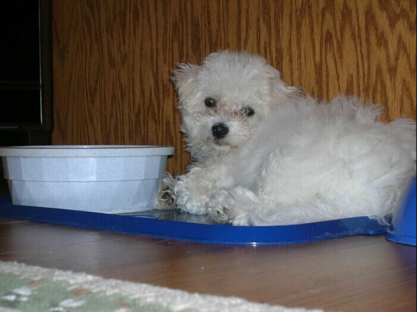 30 occasions when the owners trained Pets, weird habits, without even knowing it
