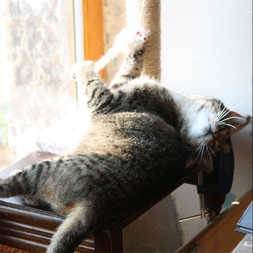 30 occasions when the owners trained Pets, weird habits, without even knowing it