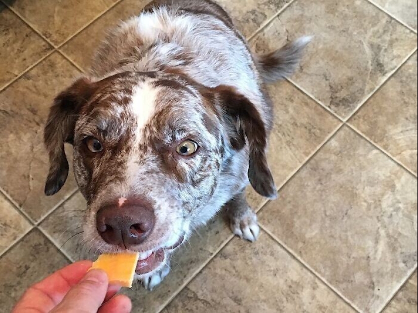 30 occasions when the owners trained Pets, weird habits, without even knowing it