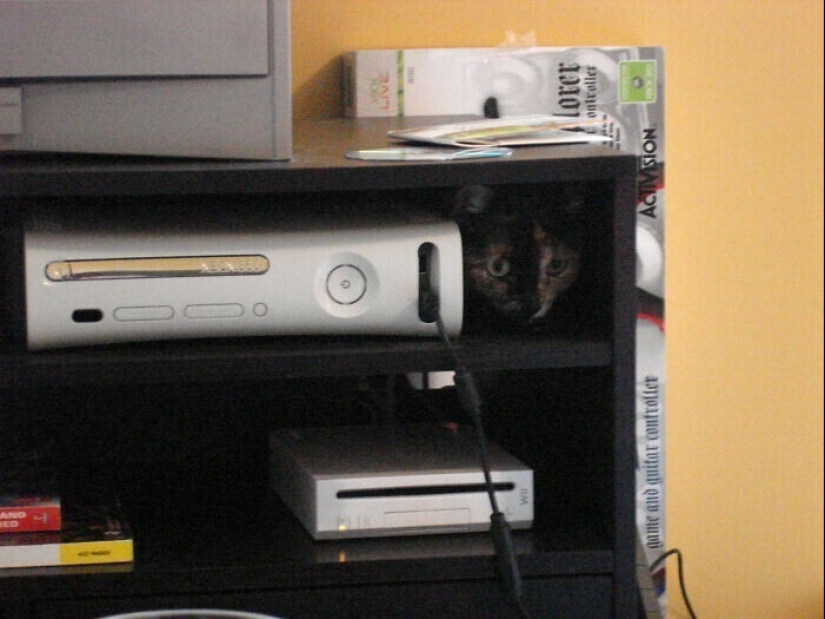 30 occasions when the owners trained Pets, weird habits, without even knowing it