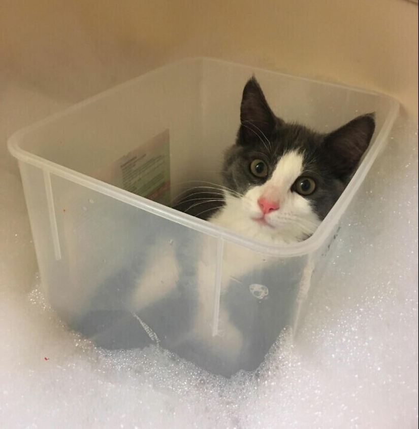 30 occasions when the owners trained Pets, weird habits, without even knowing it