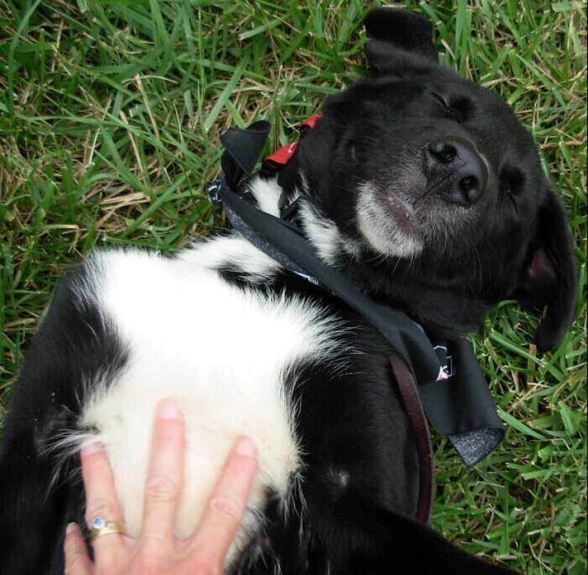 30 occasions when the owners trained Pets, weird habits, without even knowing it