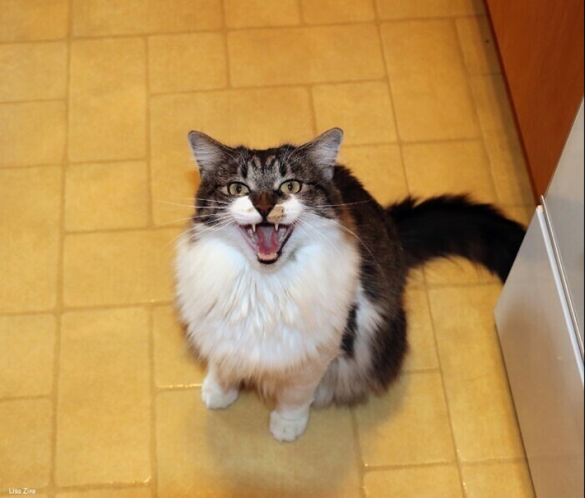30 occasions when the owners trained Pets, weird habits, without even knowing it