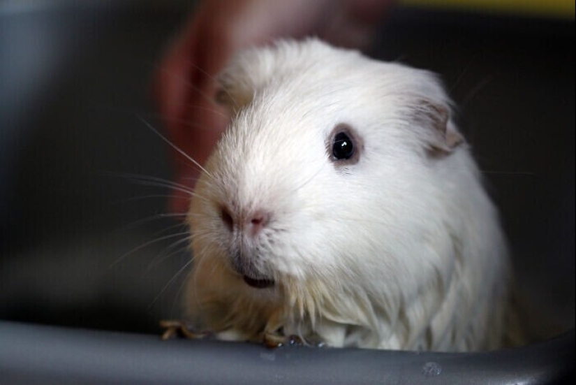 30 occasions when the owners trained Pets, weird habits, without even knowing it