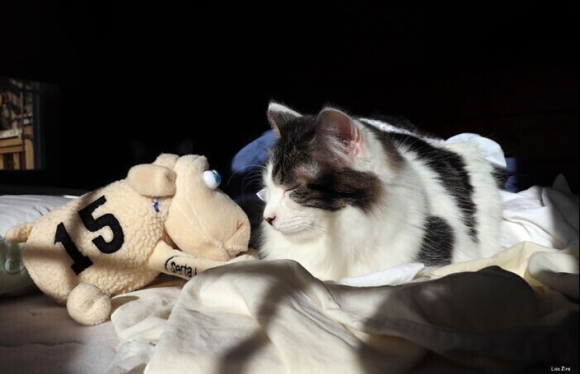 30 occasions when the owners trained Pets, weird habits, without even knowing it