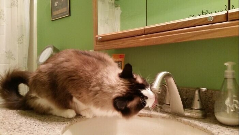 30 occasions when the owners trained Pets, weird habits, without even knowing it