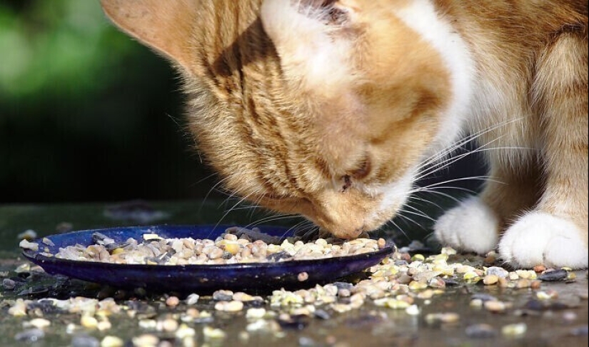 30 occasions when the owners trained Pets, weird habits, without even knowing it