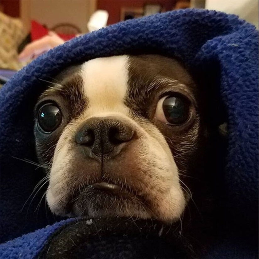 30 occasions when the owners trained Pets, weird habits, without even knowing it