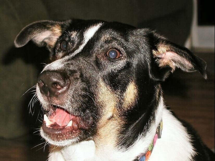 30 occasions when the owners trained Pets, weird habits, without even knowing it