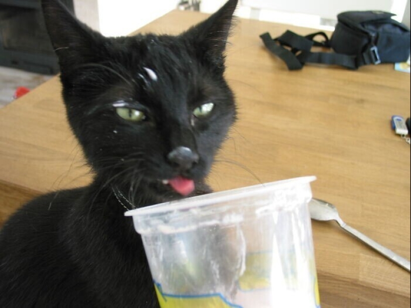 30 occasions when the owners trained Pets, weird habits, without even knowing it