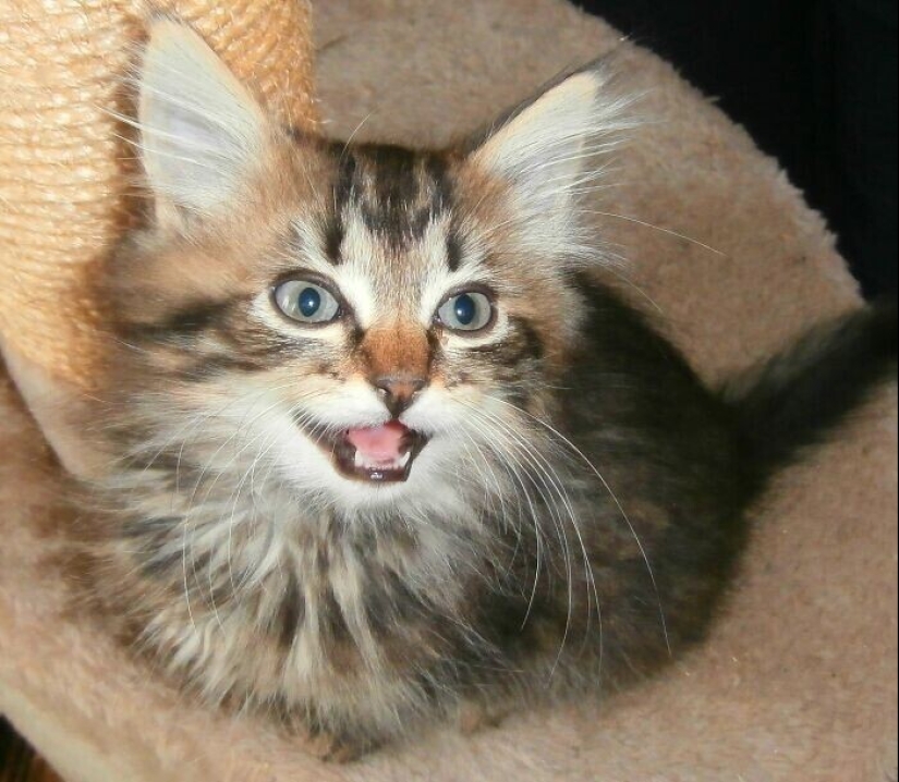 30 occasions when the owners trained Pets, weird habits, without even knowing it