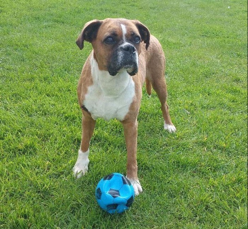 30 occasions when the owners trained Pets, weird habits, without even knowing it