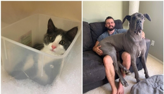 30 occasions when the owners trained Pets, weird habits, without even knowing it