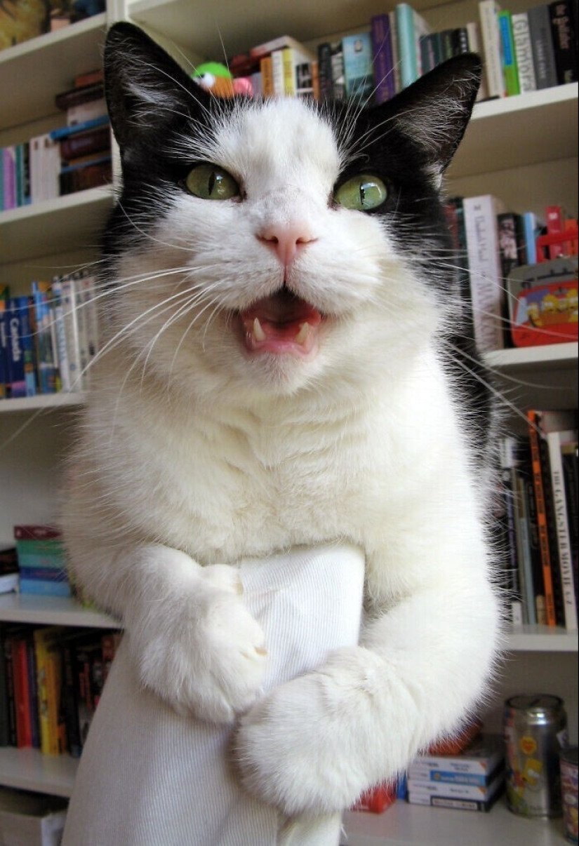 30 occasions when the owners trained Pets, weird habits, without even knowing it