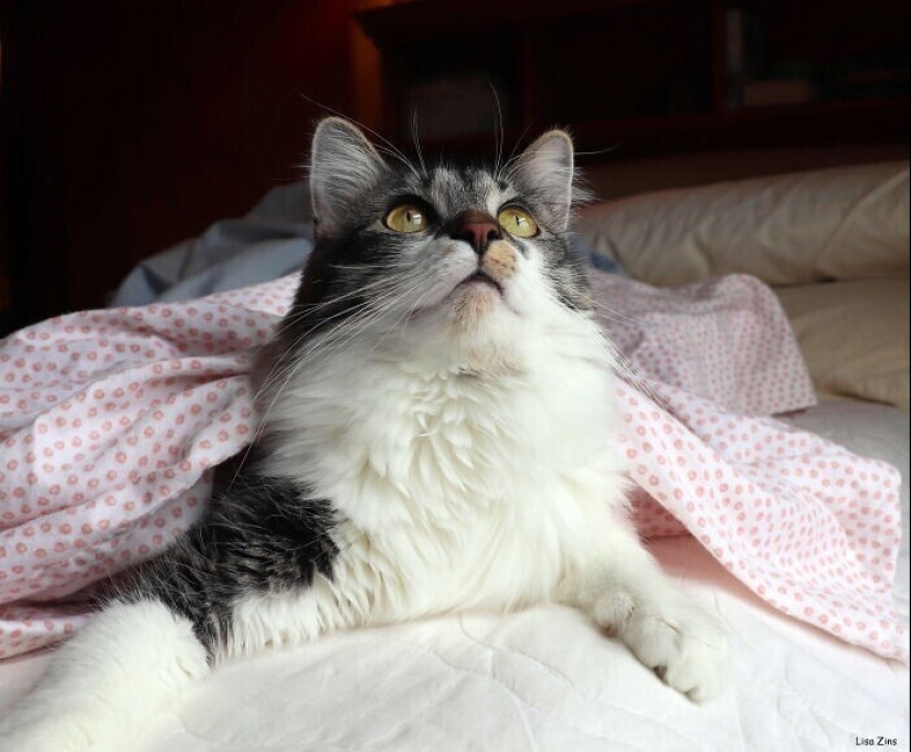 30 occasions when the owners trained Pets, weird habits, without even knowing it