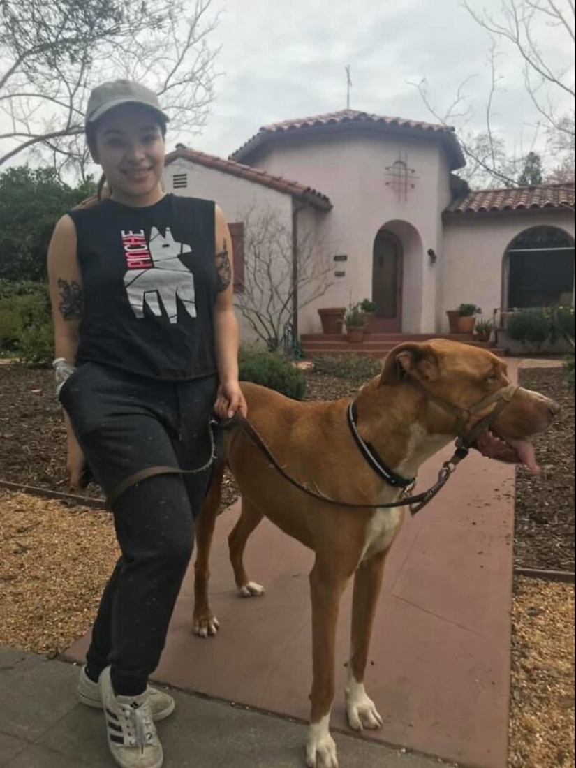 30 perros de raza pura que realmente sorprendieron a sus dueños cuando crecieron