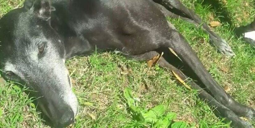 30 perros de raza pura que realmente sorprendieron a sus dueños cuando crecieron