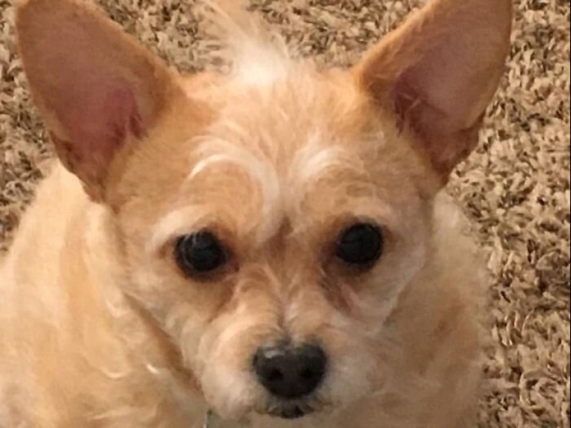 30 perros de raza pura que realmente sorprendieron a sus dueños cuando crecieron