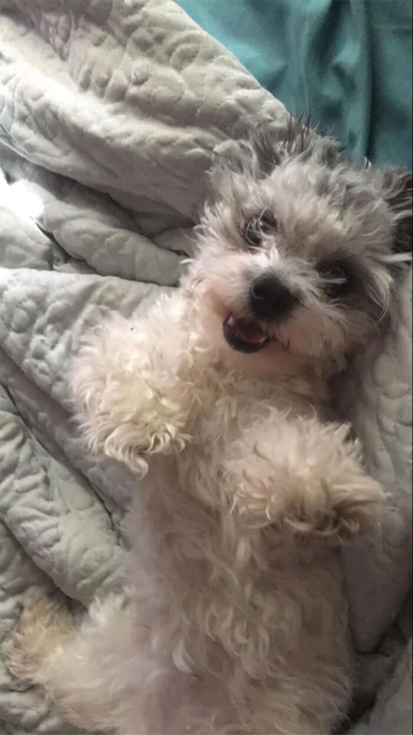 30 perros de raza pura que realmente sorprendieron a sus dueños cuando crecieron