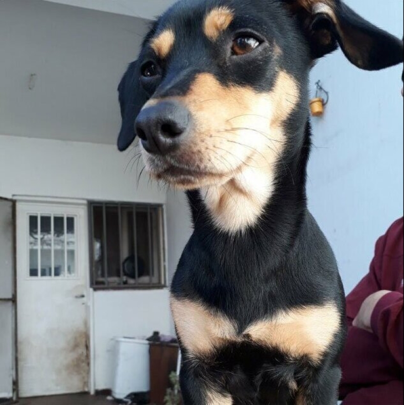 30 perros de raza pura que realmente sorprendieron a sus dueños cuando crecieron