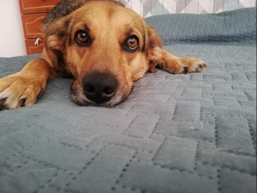 30 perros de raza pura que realmente sorprendieron a sus dueños cuando crecieron