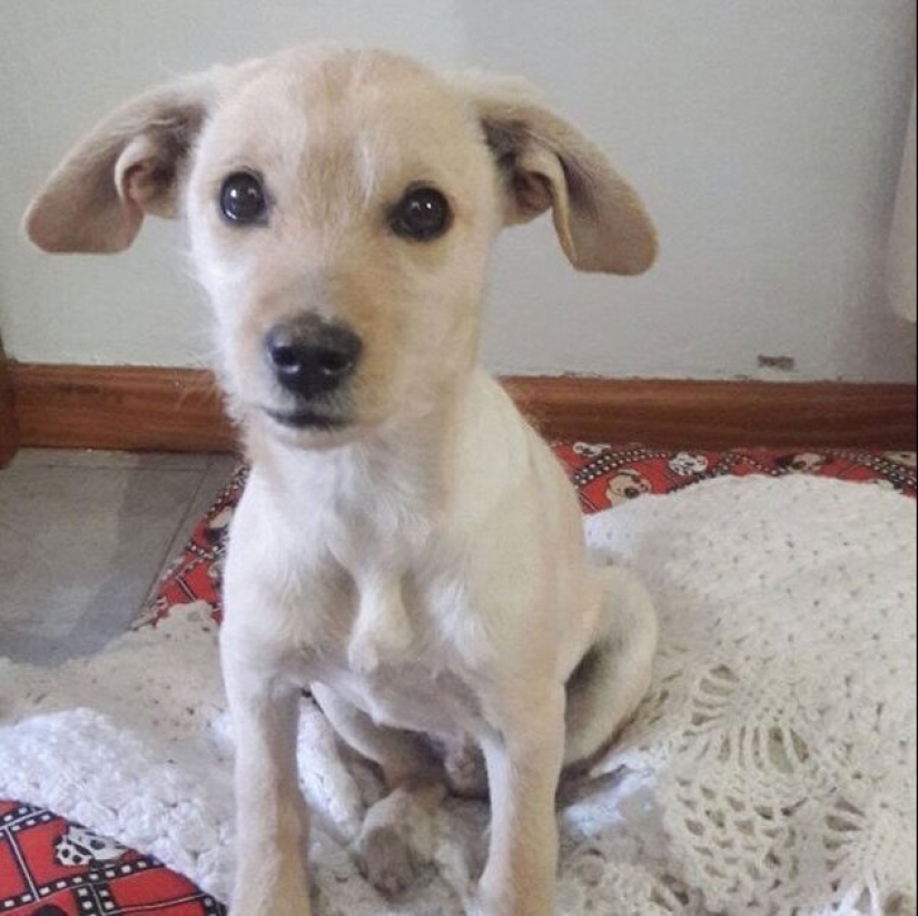 30 perros de raza pura que realmente sorprendieron a sus dueños cuando crecieron