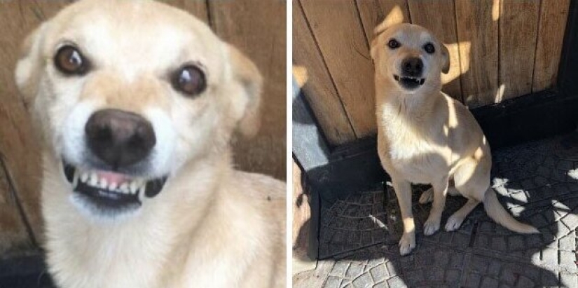 30 perros de raza pura que realmente sorprendieron a sus dueños cuando crecieron