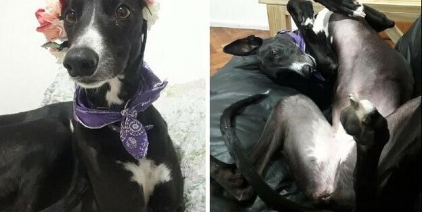 30 perros de raza pura que realmente sorprendieron a sus dueños cuando crecieron