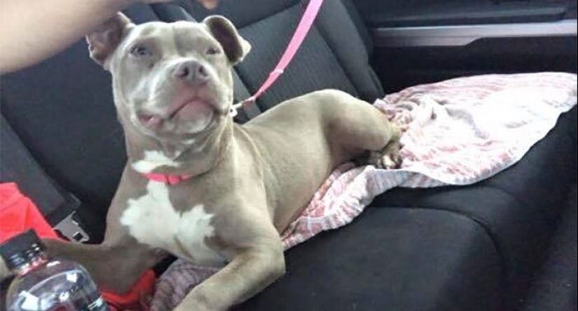 30 perros de raza pura que realmente sorprendieron a sus dueños cuando crecieron