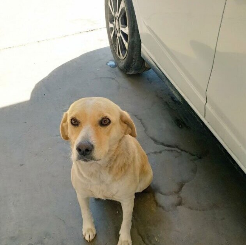 30 perros de raza pura que realmente sorprendieron a sus dueños cuando crecieron