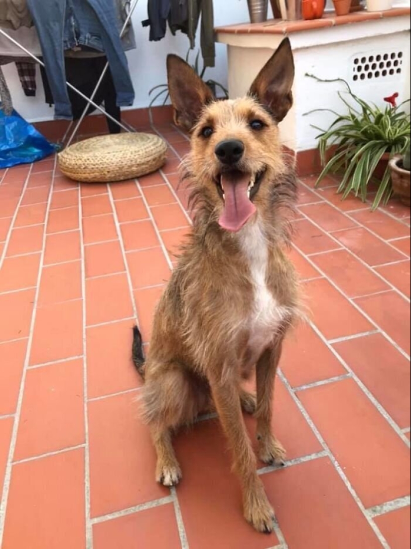 30 perros de raza pura que realmente sorprendieron a sus dueños cuando crecieron