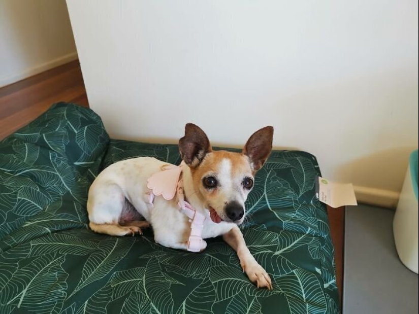 30 perros de raza pura que realmente sorprendieron a sus dueños cuando crecieron