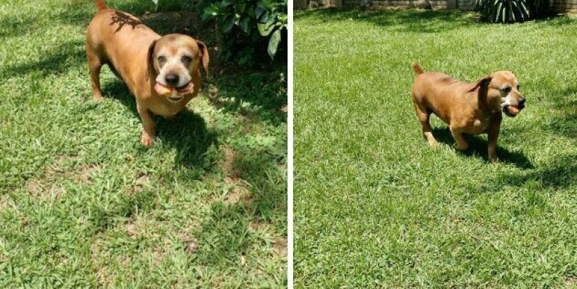 30 perros de raza pura que realmente sorprendieron a sus dueños cuando crecieron